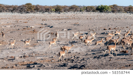 Nervous imapalas in Etosha Nervous imapalas in Etosha 58358744