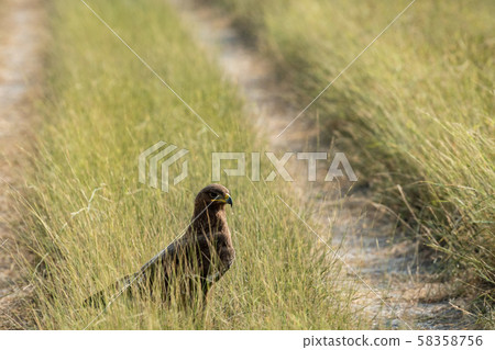 Greater spotted eagle or Clanga clanga sitting in a meadow or long grass near the track in forest at tal chhapar blackbuck sanctuary, rajasthan, India	 58358756