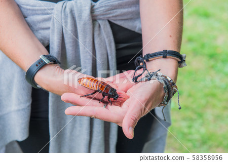 Unusual pets concept. Central American giant cave 58358956