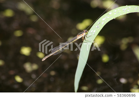 Blue-tailed dragonfly different color type 58360696