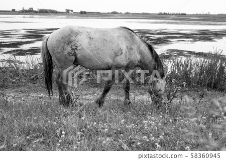 A lone horse grazing near the lake on pasture landscape A lone horse grazing near the lake on pasture landscape 58360945