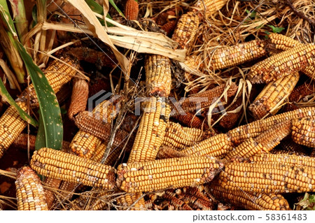 Corn cob heap on the ground Corn cob heap on the ground 58361483