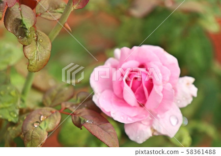 Beautiful rose in the tropical Beautiful rose in the tropical 58361488