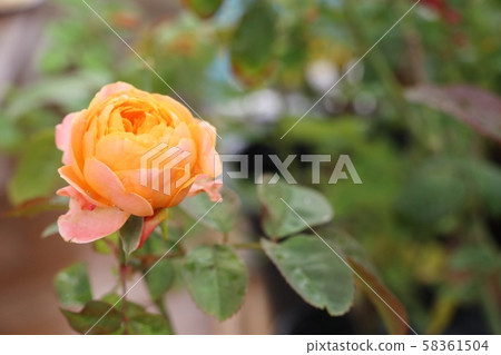 Beautiful rose in the tropical 58361504