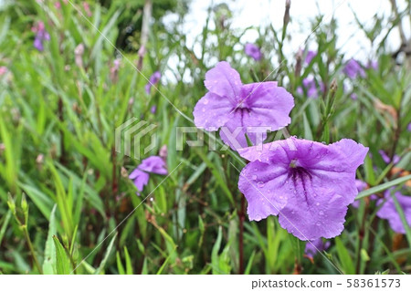 Purple flowers in the tropical 58361573