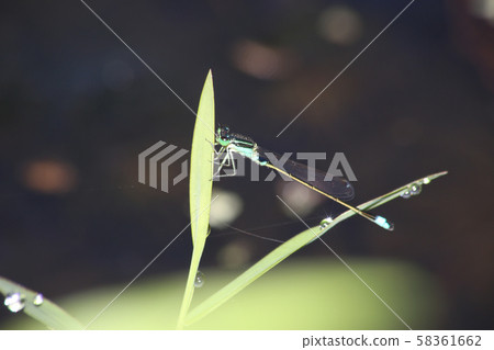 Ao montitonbo 58361662