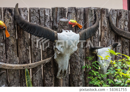 Buffalo skull hanging on the wall. Buffalo skull hanging on the wall. 58361755