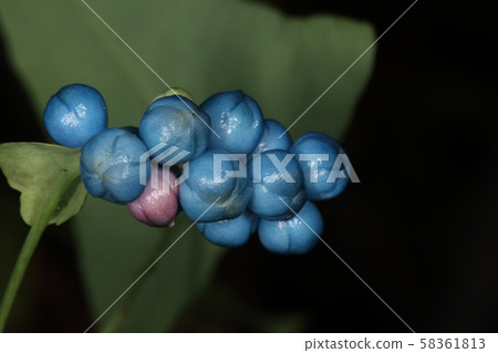 天然植物石川，從十月初開始有色果實。實際上，草莓似乎很濃密，可以包裹水果。 58361813