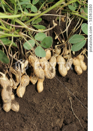 Peanut harvest 58361880