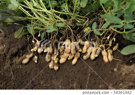 Peanut harvest 58361882