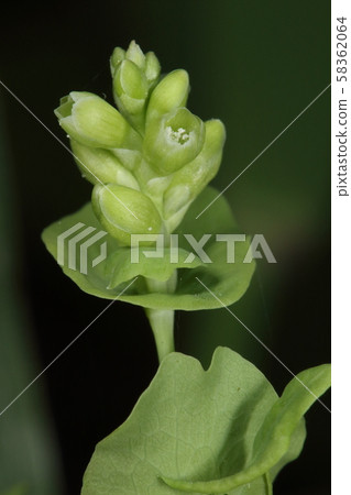 Natural plants Ishikawa and flowers. Dozens of flowers are attached to the stem that extends through the round bamboo leaves. 58362064