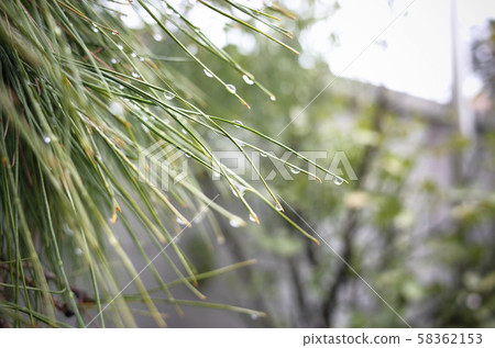 On rainy days, dew on plants. 58362153