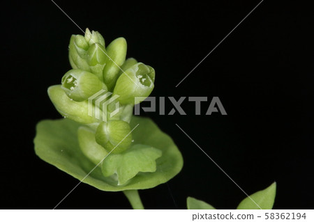 Natural plants Ishikawa and flowers. It seems like a five-valve flower, but it doesn't stand out at all because it doesn't open greatly in green Natural plants Ishikawa and flowers. It seems like a five-valve flower, but it doesn't stand out at all because it doesn't open greatly in green 58362194