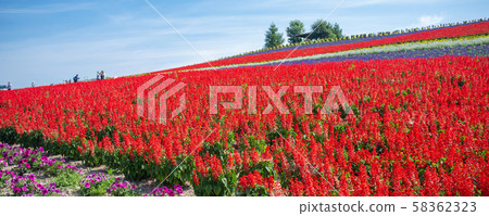 Rural landscapes of Biei and Furano. Rural landscapes of Biei and Furano. 58362323