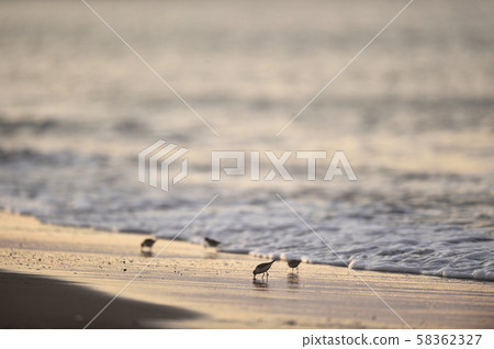 一群土嫩在海灘上覓食（北海道，鄂霍次克海） 58362327