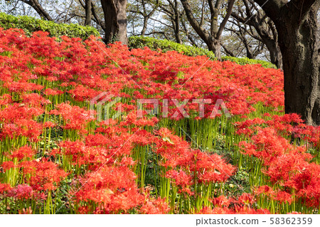 Ginsendo Park, Satte City, Saitama Prefecture 58362359