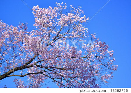 春天的花朵，櫻花 58362736