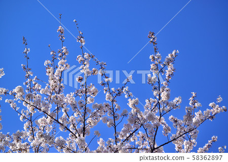 Spring flowers, sakura 58362897