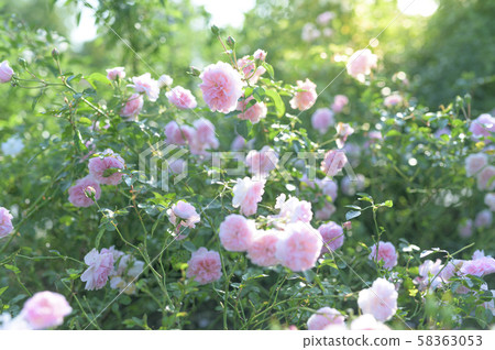 玫瑰園（圖像剪切） 58363053