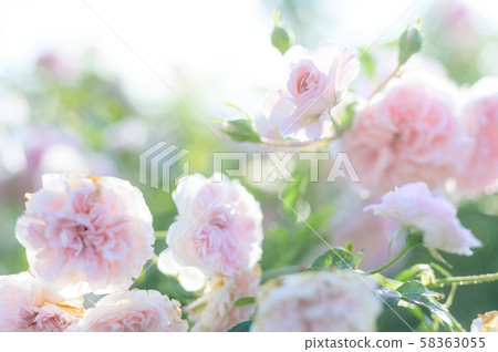 玫瑰（圖像剪裁） 58363055