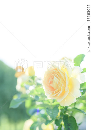 玫瑰（圖像剪裁） 58363065