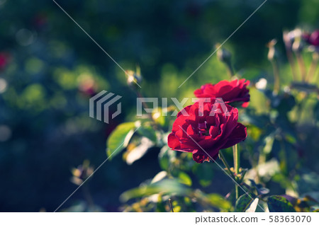 玫瑰（圖像剪裁） 58363070