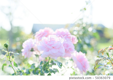 玫瑰（圖像剪裁） 58363079