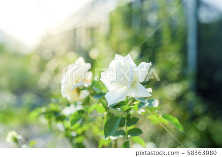 玫瑰（圖像剪裁） 58363080