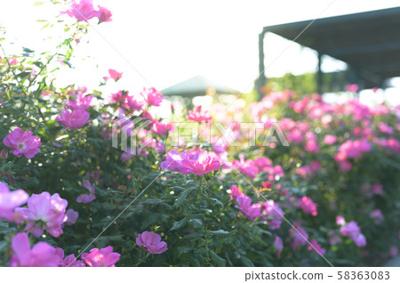 玫瑰園（圖像剪切） 58363083