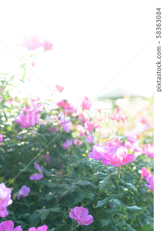 玫瑰園（圖像剪切） 58363084