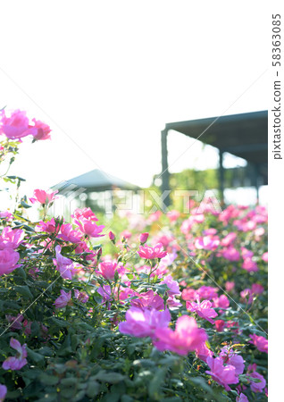 玫瑰園（圖像剪切） 58363085