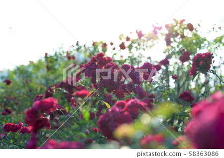 玫瑰園（圖像剪切） 58363086