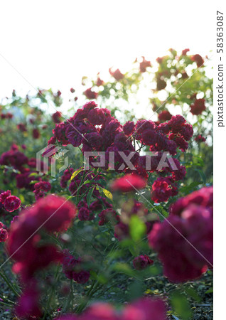 玫瑰園（圖像剪切） 58363087