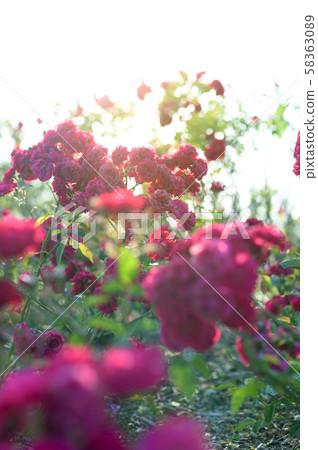 玫瑰園（圖像剪切） 58363089