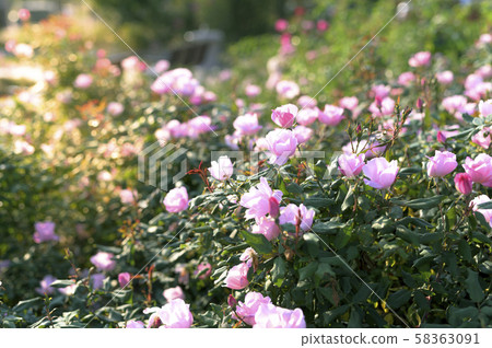 玫瑰園（圖像剪切） 58363091