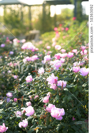玫瑰園（圖像剪切） 58363092