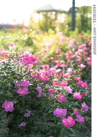 玫瑰園（圖像剪切） 58363093