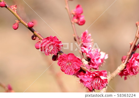 美麗的紅梅 58363224