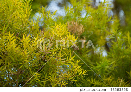 Close-up of Melaleuca linariifolia plant 58363868