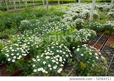 Blooming Osteospermum in hothouse 58364311