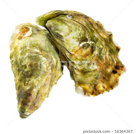 Image of tasty raw closed oysters on white background 58364367