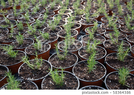 Rosemary seedling growing in flowerpots 58364386