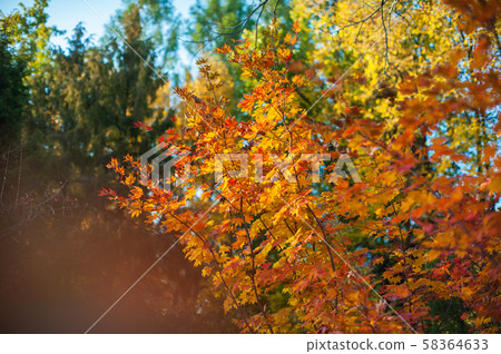 Yellow autumn leaves on the tree. Yellow autumn leaves on the tree. 58364633
