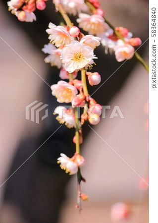 Beautiful weeping plum 58364840