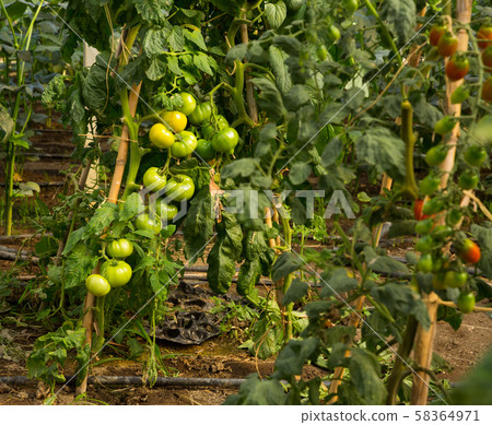 Seedlings and tomatoes growing on branch in greenhouse 58364971