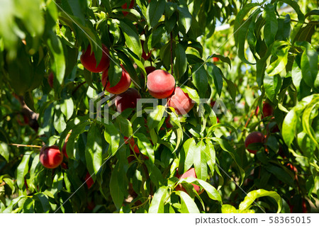 Ripe peaches on trees 58365015