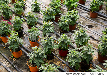 Growing tomatoes in greenhouse 58365097