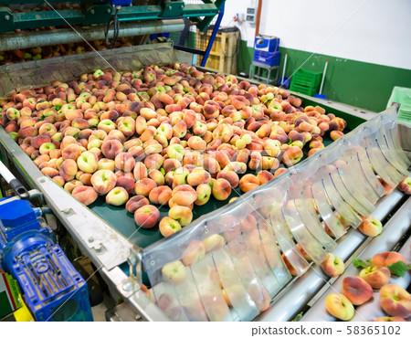 Fresh peaches running on rolling conveyor of production line Fresh peaches running on rolling conveyor of production line 58365102