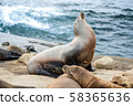 Seal of La Jolla 58365636