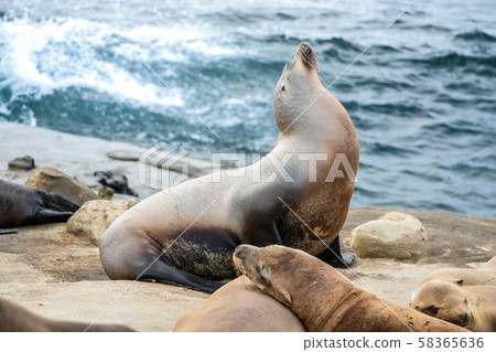 Seal of La Jolla 58365636